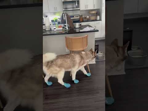 The Most AWKWARD Husky On Earth thumbnail
