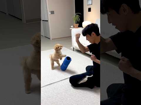 사냥개가 된 강아지의 멍멍펀치 #시트콤 thumbnail