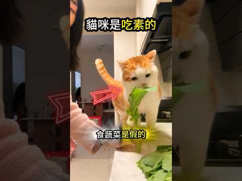 吃素的貓咪?跟主人一起搶食? thumbnail