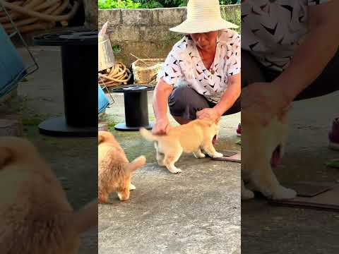 狗狗：哈哈，今天还是没有嘎 #中华田园犬 #中华田园犬大黄 #黄狗白面 thumbnail