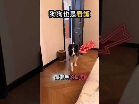 狗狗當看護?‍⚕️比人還迅速? thumbnail