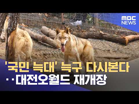 '국민 늑대' 늑구 다시본다‥대전오월드 재개장 (2026.06.05/12MBC뉴스) thumbnail