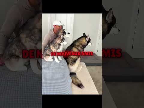 Ces Chiens Ont Chacun Leur Caractère 🐶😂 #shorts thumbnail