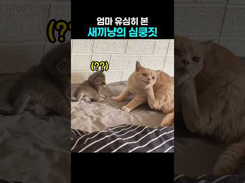 엄마 따라 하다가.. 논리회로 꼬인 새끼냥 반응 thumbnail