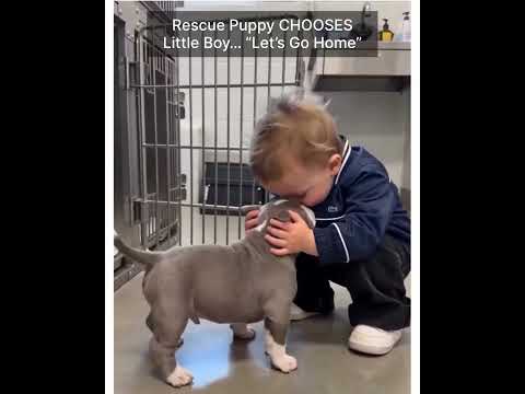 Rescue Puppy CHOOSES Little Boy… “Let’s Go Home” thumbnail
