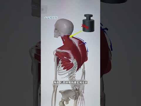 驼了半辈子的背这一刻突然就直了#驼背 #体态 #方圆脸 thumbnail