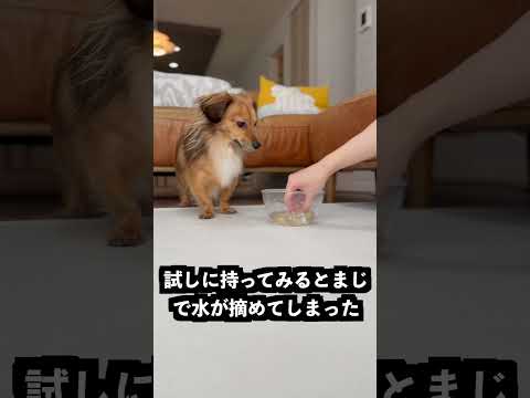 掴める水をお風呂に入れまくれば愛犬を水ごと持てるはず！ thumbnail