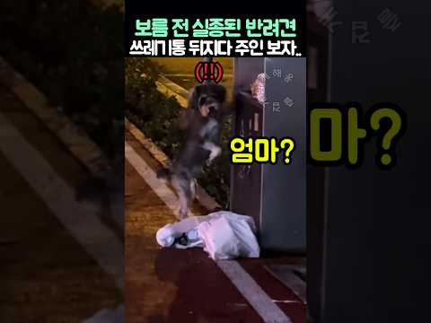 보름 전 실종된 반려견이 쓰레기통을 뒤지다 주인이 부르자.. thumbnail