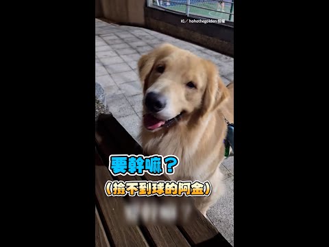 【幫偶撿球～】阿金玩具球卡椅子底下　聰明指使主人幫拿球XD #Shorts thumbnail