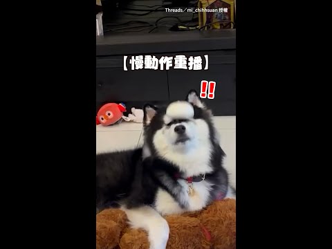 【臉皺成一團超可愛】當你以為哈士奇準備好了 包子直接無情打臉XD #Shorts thumbnail