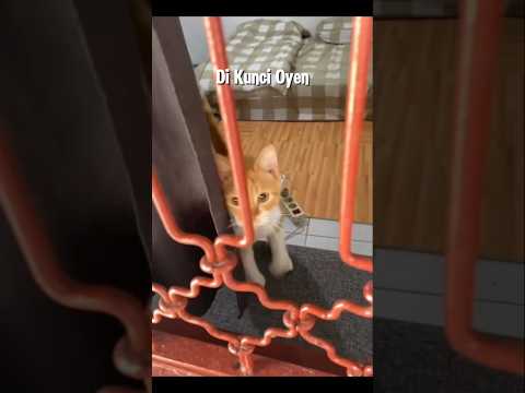 Di Kunci Oyen #shorts #cat #kucing #animals #funny #pets #kitten #lucu thumbnail