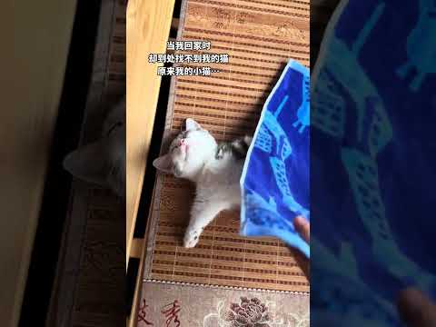 原来我的小猪还不会盖被… #记录猫咪日常 #猫咪  #万万没想到 #搞笑  #结果出乎意料 #共鳴  #大熱門 thumbnail