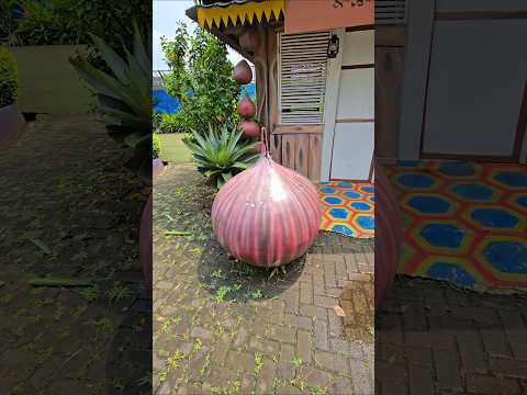 ini bawang merah dan ini bawang putih#trendingshorts thumbnail