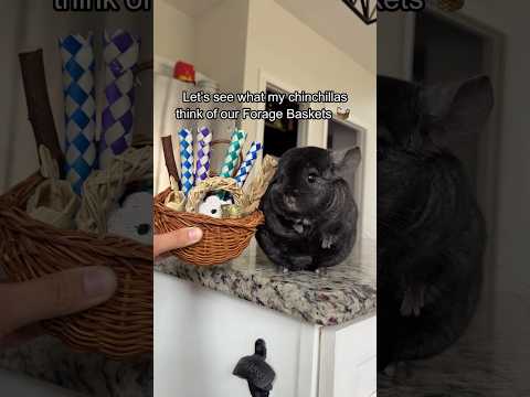 Wait until the end for Knox’s most impressive swat yet 😂 #chinchilla #littlepals #pets #toys #sassy thumbnail