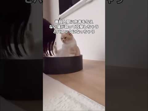 足をクンクンされると高確率で優しい猫パンチをしてくる猫。嫌すぎて噛みそうになりパニックw #猫 #保護猫 #スコティッシュフォールド #shorts thumbnail