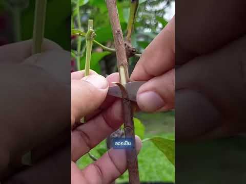 ขั้นตอนการเสียบกิ่งฝรั่ง🌿 ด้วยเทคนิคขั้นเทพ #shorts thumbnail