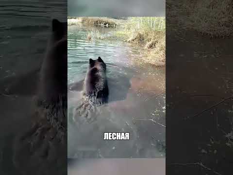 Медвежата разнесли пруд НО ХОЗЯИН НАШЕЛ ВЫХОД🌊🐻💥 thumbnail