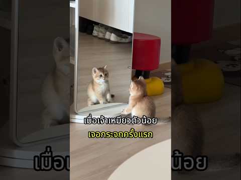 เมื่อเจ้าเหมียวตัวน้อยส่องกระจกเป็นครั้งแรก thumbnail