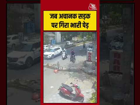 Shorts |  जब अचानक बीच सड़क पर गिरा भारी पेड़ #Nagpur #viral #shorts #trending #ATShorts thumbnail