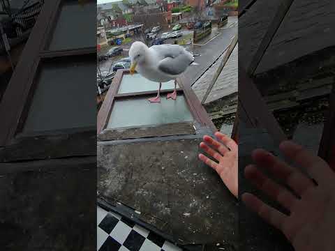 Sharing Makes My Pet Seagull Very Upset... thumbnail