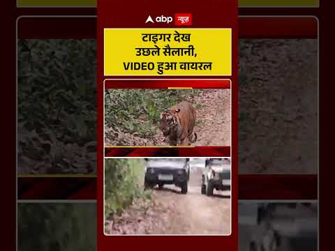 Viral Video : टाइगर देख उछले सैलानी, VIDEO हुआ वायरल | #TigerSighting  #RoyalBengalTiger #shorts thumbnail