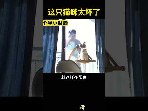 这只猫咪太坏了，竟把男主人锁在了门外。 thumbnail