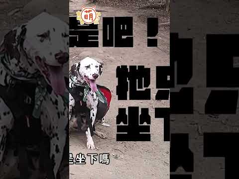 狗狗這姿勢誤會大了！阿本 居然分不清狗狗是坐下還是大便！？【 #主子好萌 】週三晚上9點準時鎖定YT #萌寵明星粗乃玩​ thumbnail