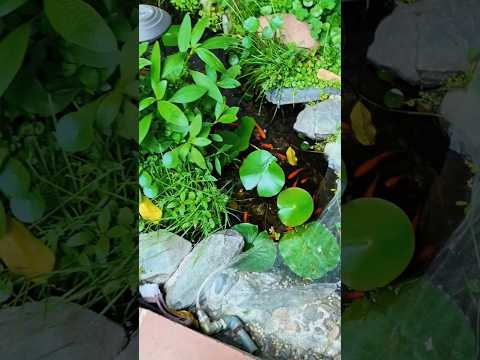 Căn nhà nhỏ tí hon đáng yêu của các bé rùa thumbnail