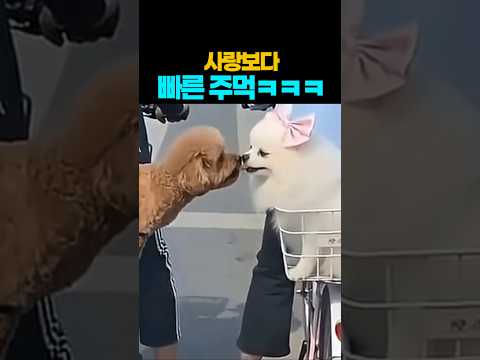 ❤️개웃긴 AI영상 ㅋㅋ 첫눈에 반한걸 어떡해 ㅋㅋ #반려견  #강아지 #댕댕이 #애견영상 thumbnail