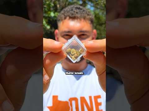 what Mexican Jumping Beans look like thumbnail