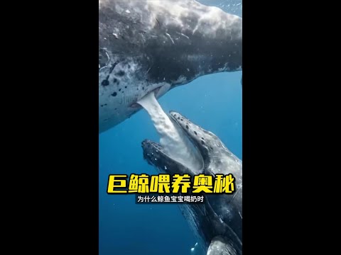 這般神奇鯨類哺乳，你真的見過嗎？ #鯨魚 #鯨魚哺乳 #漲見識 thumbnail