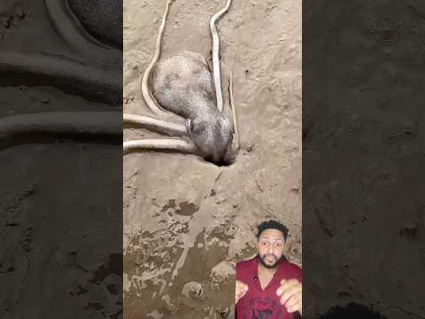 الأخطبوط و الحفره..😱 #shorts thumbnail