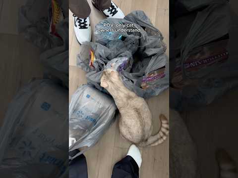 If you know you know 😌 #cats #catsofyoutube #cat #catowner #funnycats thumbnail
