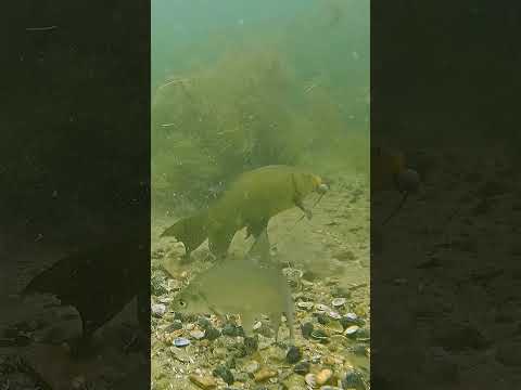 This tench has discipline... thumbnail