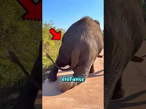 Ele salvou um elefante que estava sofrendo 🥹 thumbnail