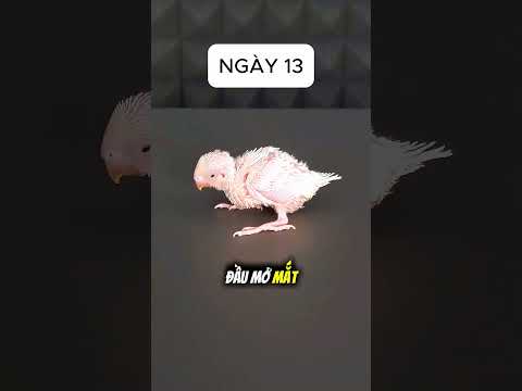 Từ chim non trụi lông đến chú vẹt trắng xinh đẹp 🦜 thumbnail