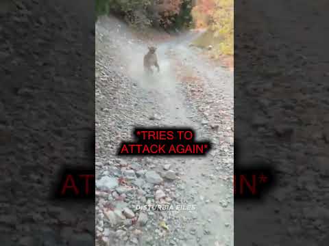 This Hiker Got Chased By A Mountain Lion...😰 thumbnail