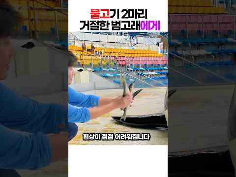 [반전매력] 물고기 줘도 고개 젓는 범고래 ㅋㅋㅋ 양동이 통째로 노리는 천재적인 밀당 수준 👀 귀여운 범고래에게 좋아요눌러주세요 👍 #범고래 #반전매력 #동물지능 thumbnail