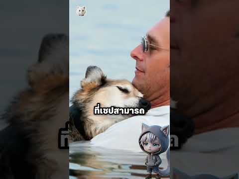 สุนัขที่นอนในทะเล thumbnail