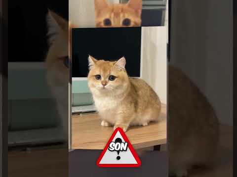 Está pastillita le dará 30 años de vida a tu gato thumbnail