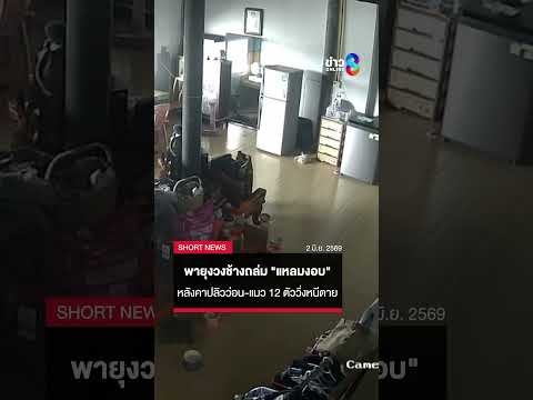 พายุงวงช้างถล่ม "แหลมงอบ" หลังคาปลิวว่อน-แมว 12 ตัววิ่งหนีตาย | SHORTS CLIP | ข่าวช่อง8 thumbnail
