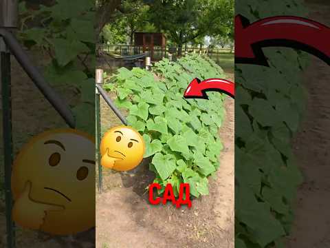 🥒 Умная опора для огурцов! #огурцы #огород #садоводство thumbnail