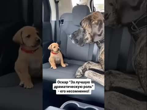 Читай описание ⬇️ thumbnail