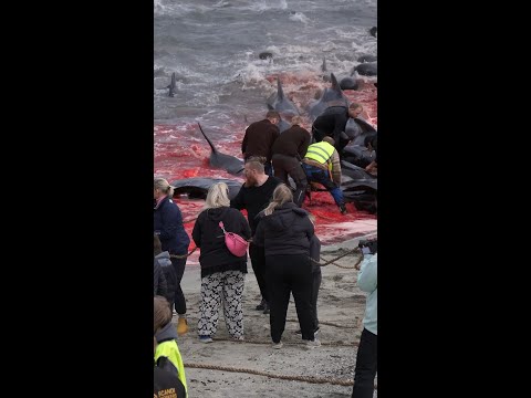 Más de setecientos delfines mueren en un día en las Islas Feroe #shorts thumbnail