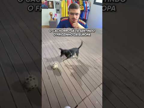 o cachorro mais habilidoso que muitos thumbnail