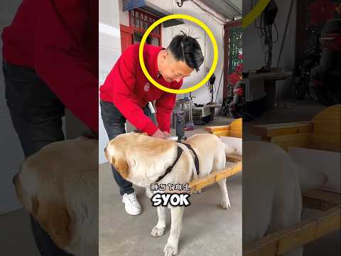 rahasia anjing keluyuran akhirnya ketahuan majikannya 😱 thumbnail