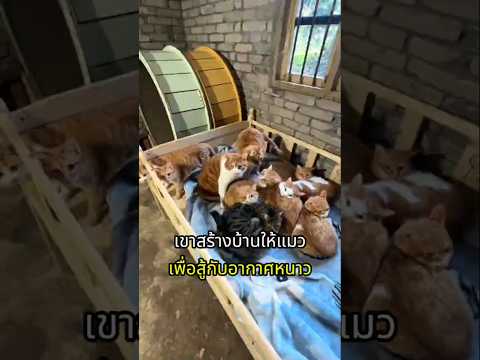 ทาสสร้างบ้านอุ่นๆให้แก๊งเจ้าเหมียว thumbnail