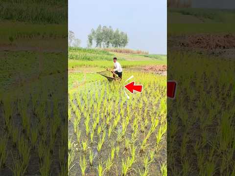 Kéo lưới toàn bùn cuối cùng vẫn có cá #shorts thumbnail