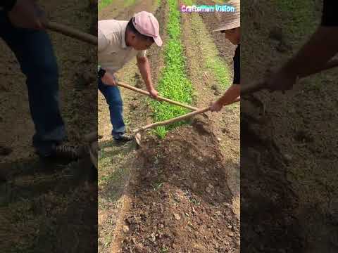 دفن التربة حول نباتات الثوم المعمر - تقنية تقليدية لزراعة الثوم المعمر thumbnail