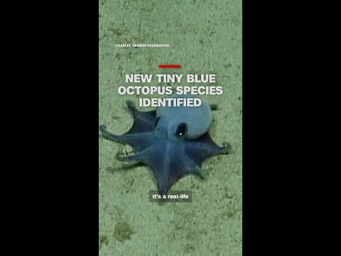 Scientists identify new tiny blue octopus species thumbnail
